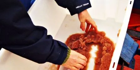 Jakter på nye omega-3-kilder