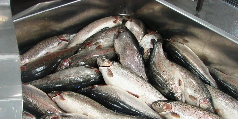 Russian Sea reveals new fresh salmon brand