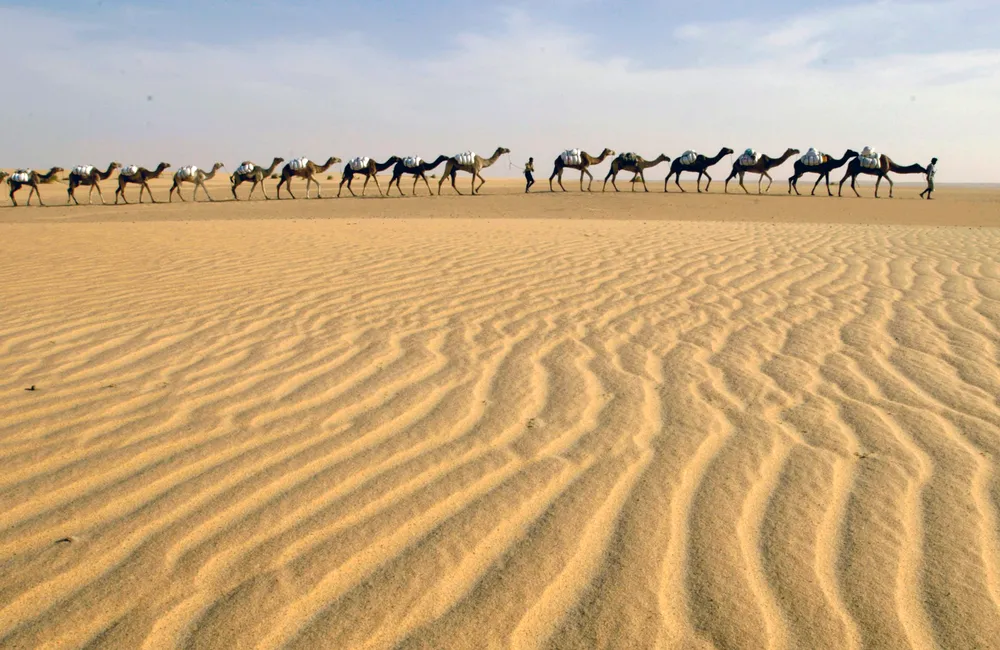 Lining 'em up: in Tunisia