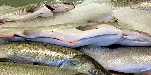 Farmed salmon prices: Another stable week