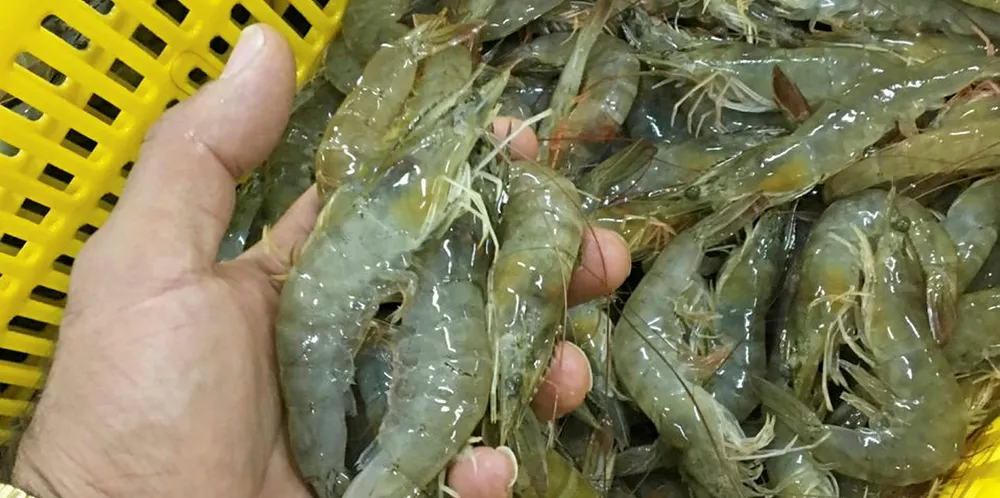 Iranian vannamei shrimp production on the rise.