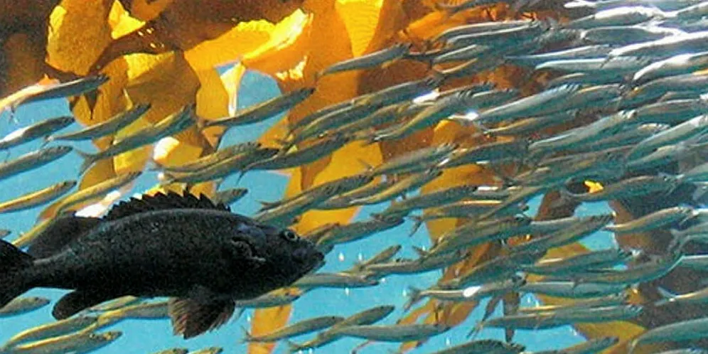 Kelp farming is a growing industry in Alaska.