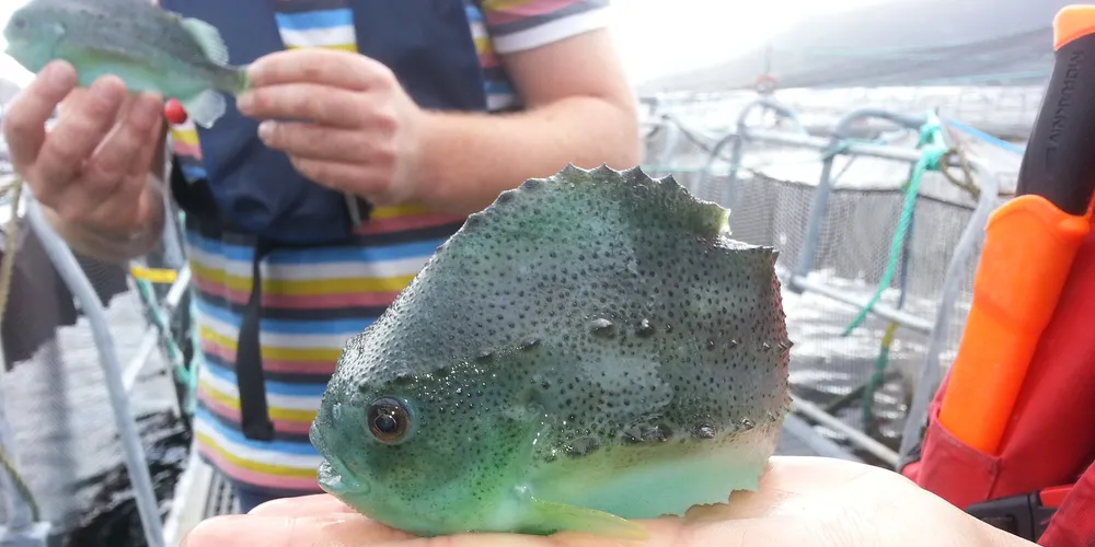 Rognkjeks brukes som rensefisk