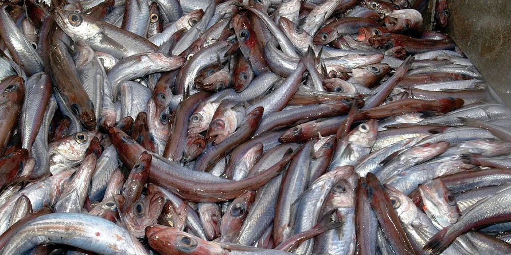 ICES recommends 47% hike in Northern blue whiting quotas