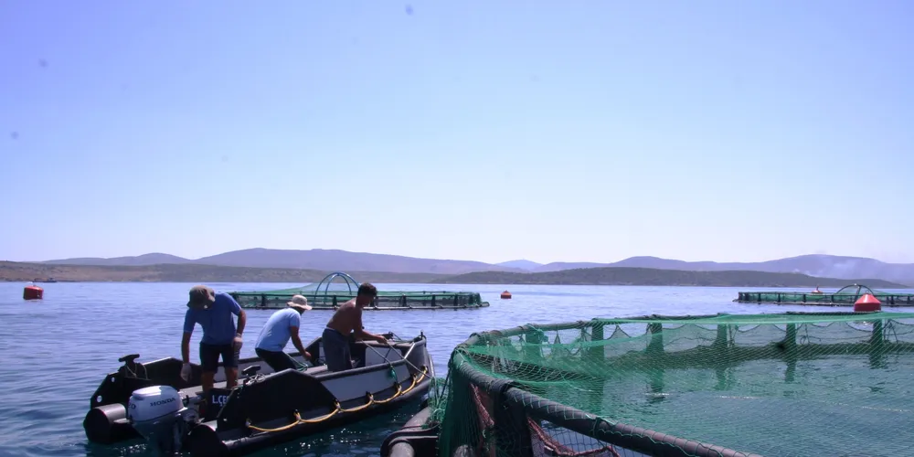 Photo: IntraFish