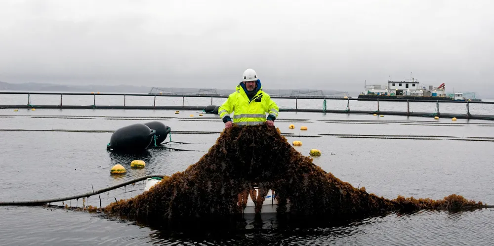 Bergens-selskap satser på algeprodukter. Her fra Lerøy og Bellonas selskap Ocean Forests algeproduksjon på Rongøy. Bildet er ikke tilknyttet selskapet som nå starter opp i Bergen.