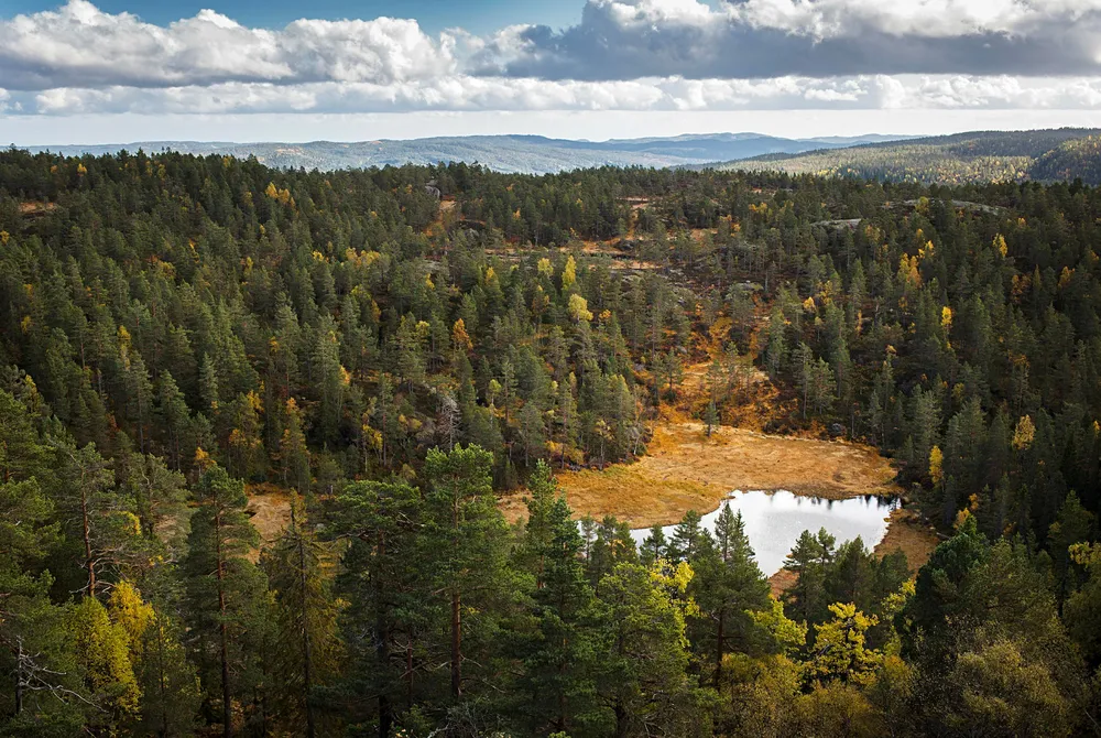 I skogområder der nedbrytningen går sakte, på grunn av sesongvariasjoner og et kaldt og tørt klima, slik som i Nord-Amerika, Nord-Europa og Russland, er det de såkalte ektomykorrhiza-soppene som dominerer.