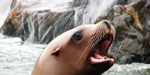 NZ aquaculture plans may be stymied by sea lions