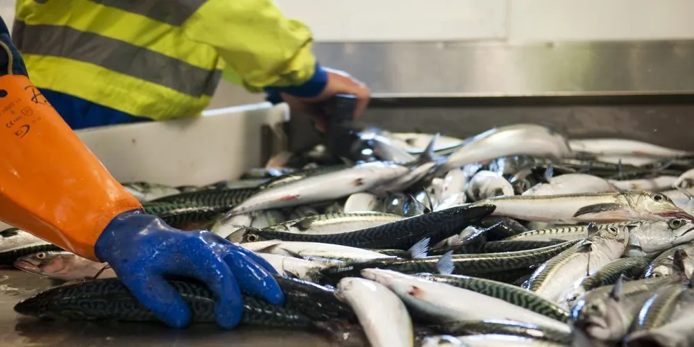 Fra Havforskningsinstituttets tidligere tokt. Arkivfoto: Kjersti Kvile