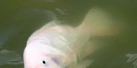 Devastating loss for tilapia farmer