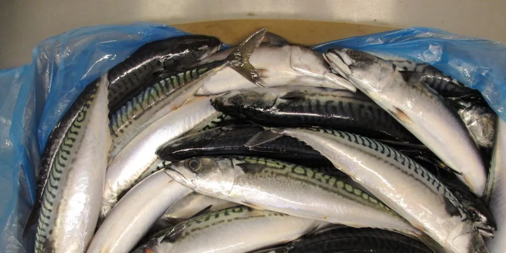 Fosnavaag Pelagic har begynt å få inn dorgemakrell. Illustrasjonsfoto: Roger Eliassen