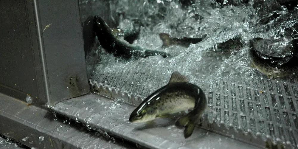Smolt. (Foto: Jogvan H. Gardar)