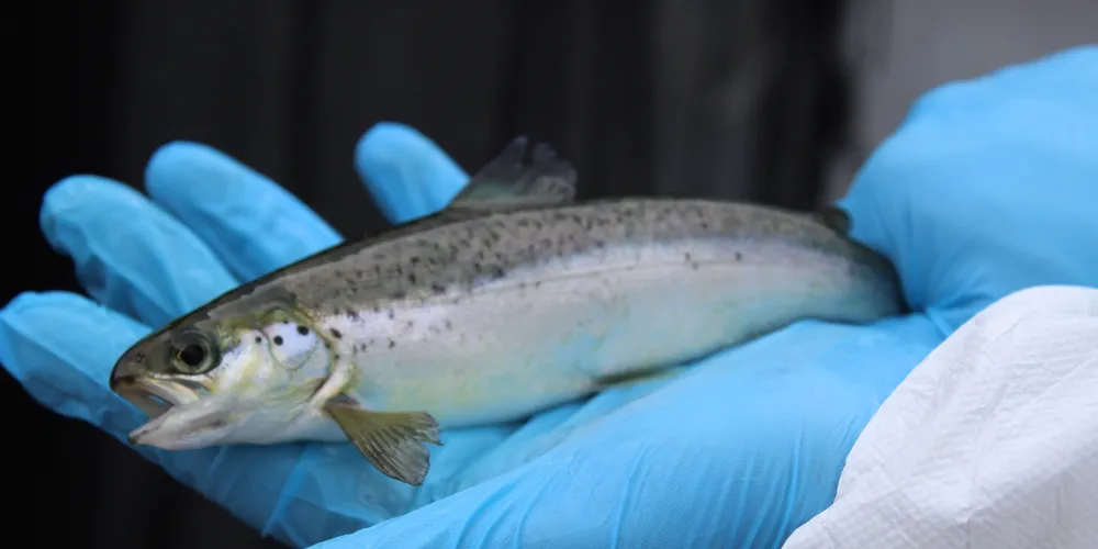 Smolt. (Illustrasjonsfoto)