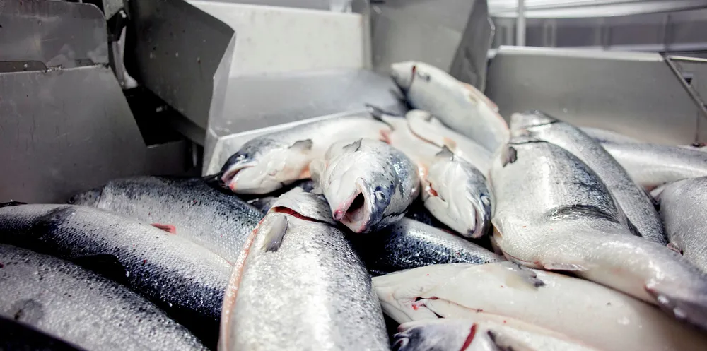 The US salmon market will stay strong, and prices may shift up, Australis US exec says.