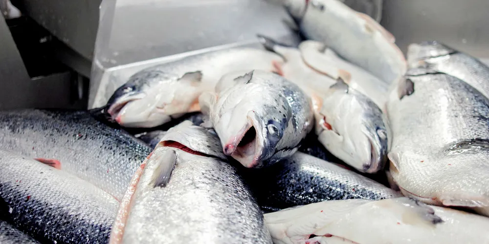 Salmon prices were flat in week 50.