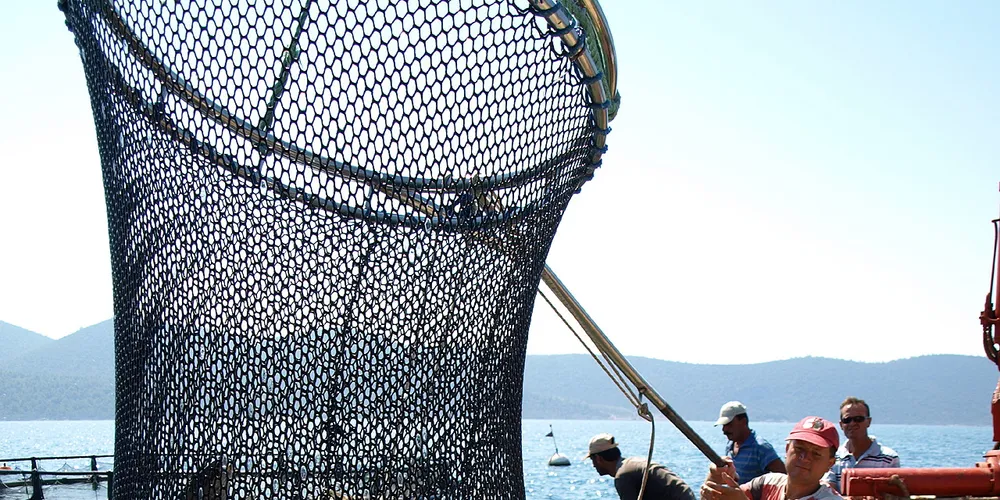 What will be EU aquaculture's first breakout species?