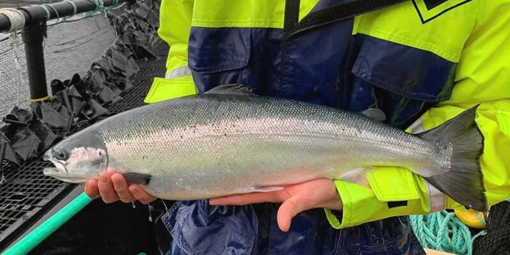 Organic Sea Harvest's Invertote salmon from the waters of North East Skye.
