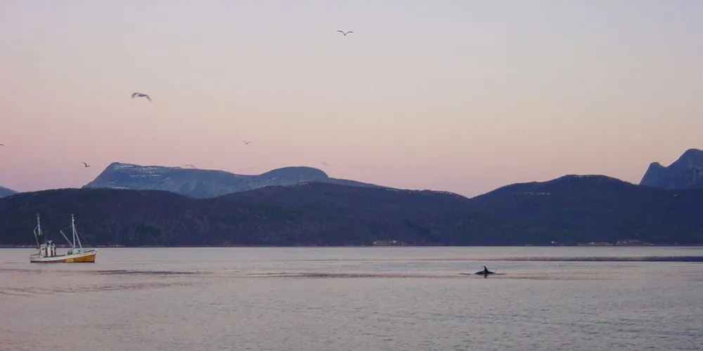 Hvor gjør makrellen seg til kjenne i år? er det nok mange fiskere som lurer på. I fjor var det makrelltrøkk i Vestfjorden en kort periode. Flåten som hadde mulighet jaktet den så langt nord som til Sørøya. Arkivfoto: fiskeri.no/R.Gjerde