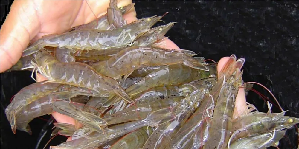 Are shrimp shells the new plastic packaging?