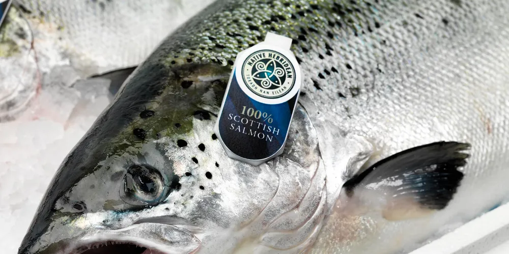 Brexit? Scotland's salmon sector must 'adapt or die'