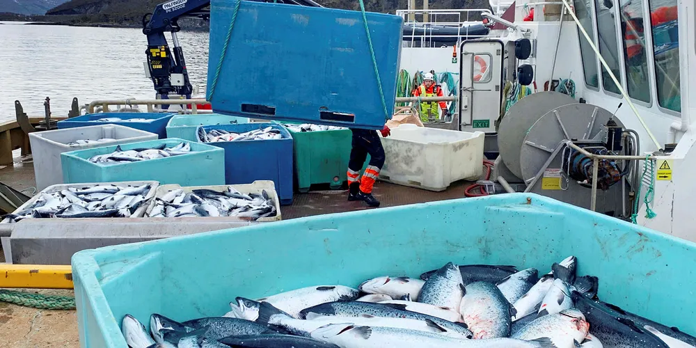 ALGEDØD: Kasse på kasse med død laks ble heist opp på kaia på landbasen til Northern Lights Salmon i Balteskard i Sør-Troms, etter at dødelige alger tok livet av flere hundre tusen laks i sommer.