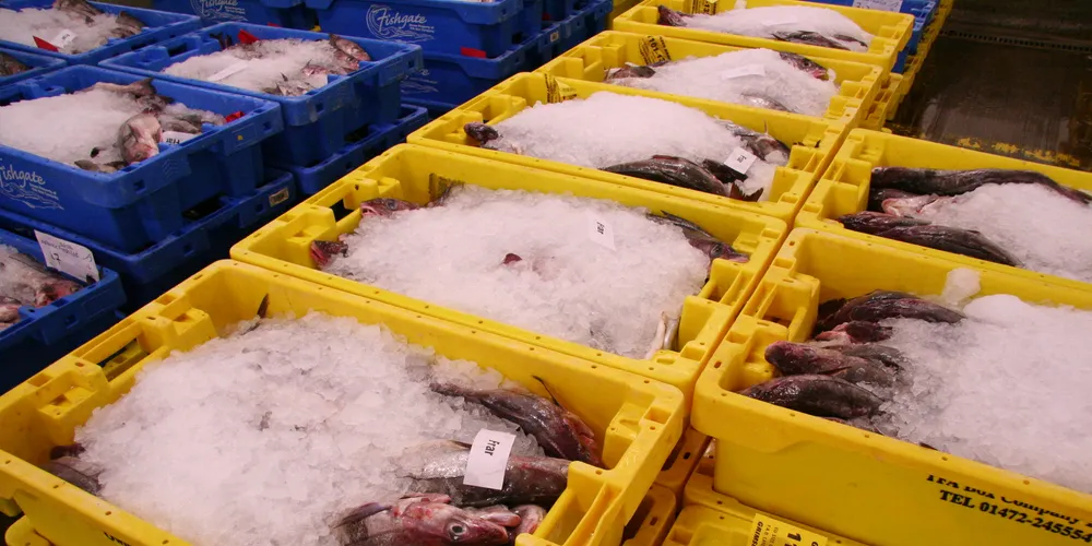 UK seeing influx of Norwegian line-caught haddock; consumers willing to pay more