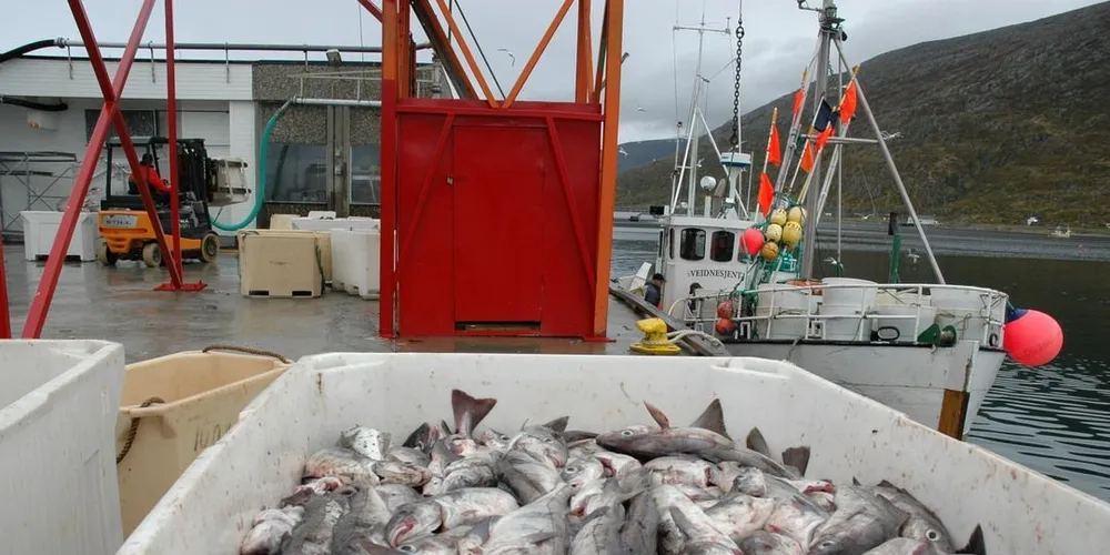 Det gjenstår drøye 33.000 tonn hyse i lukket kyst, og 5000 tonn i åpen gruppe. Fiskeridirektør Liv Holmefjord sier det ligger an til en refordeling før ferien. Arkivfoto: Are Kvistad