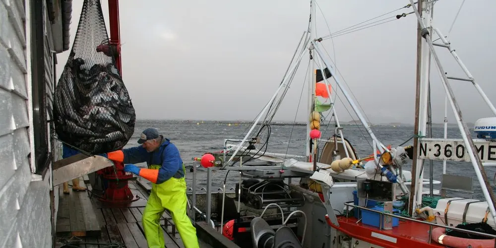 Kystflåten har fisket mye sei allerede i år. Illustrasjonsfoto: Ann Eileen D. Nygård
