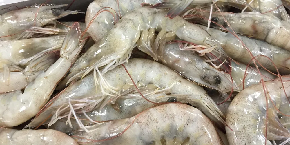 Indian vannamei shrimp. Photo: Abad Fisheries