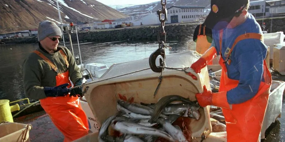 LAVERE PRISER: Islandske fiskere får ikke like gode priser for fisken i år som i fjor.Arkivfoto: Magnus Thor Hafsteinsson
