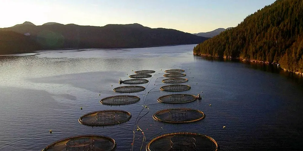 Mowi Canada West's Sheep Pass salmon farming operation in British Columbia is now ASC-certified, giving all Mowi farms the ASC certification.