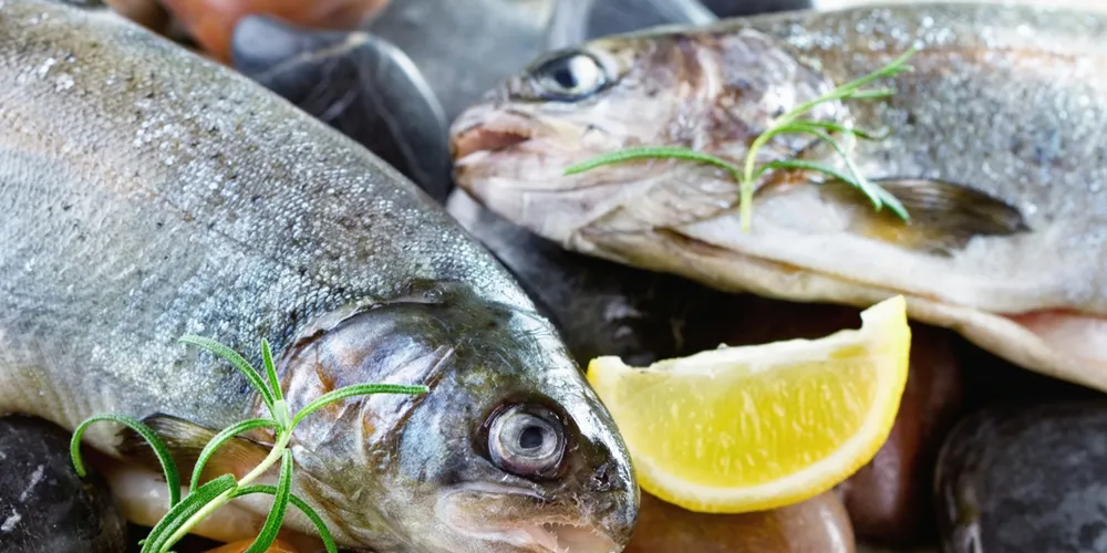 VIDEO: Finnish trout farmer strikes paydirt with new brand