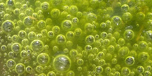 Dow, Algenol to use algae to convert CO2 into ethanol