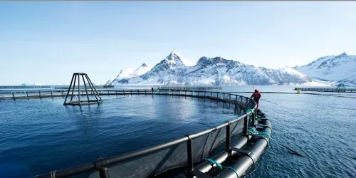 Court OKs Marine Harvest Chile to keep harvesting seized salmon