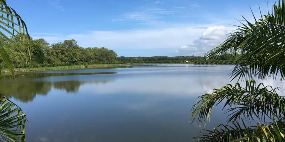 One of the La Parrita shrimp ponds in Costa Rica.