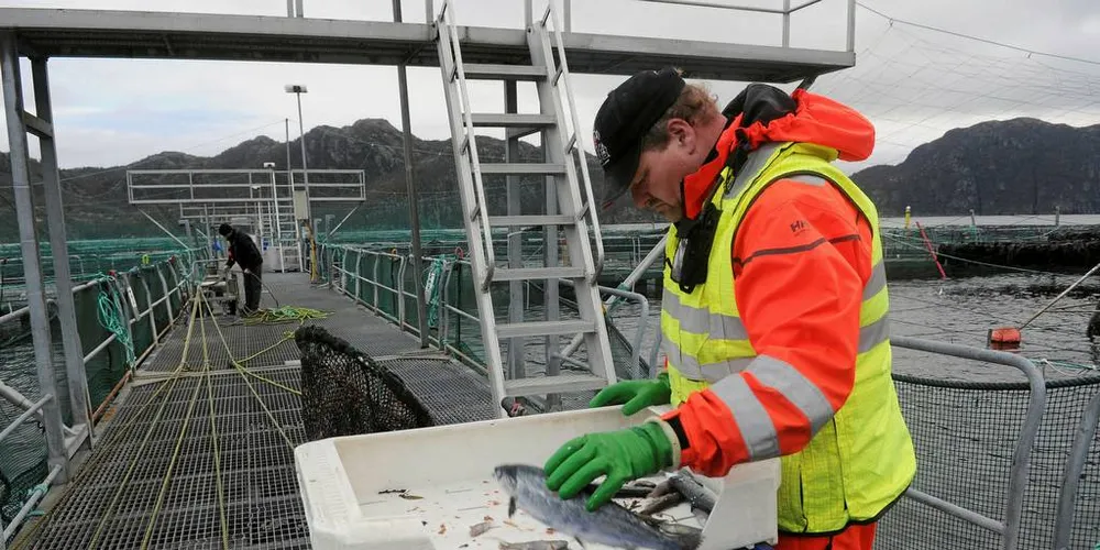 HØY DØDELIGHET: Mye fisk dør i norske oppdrettsmerder, og nå vil fiskeriminister Per Sandberg gå inn i disse problemene. Her fra Marine Harvest i Flekkefjord, hvor driftstekniker Sigbjørn Loug vurderer laksen.Arkivfoto: Kjersti Kvile