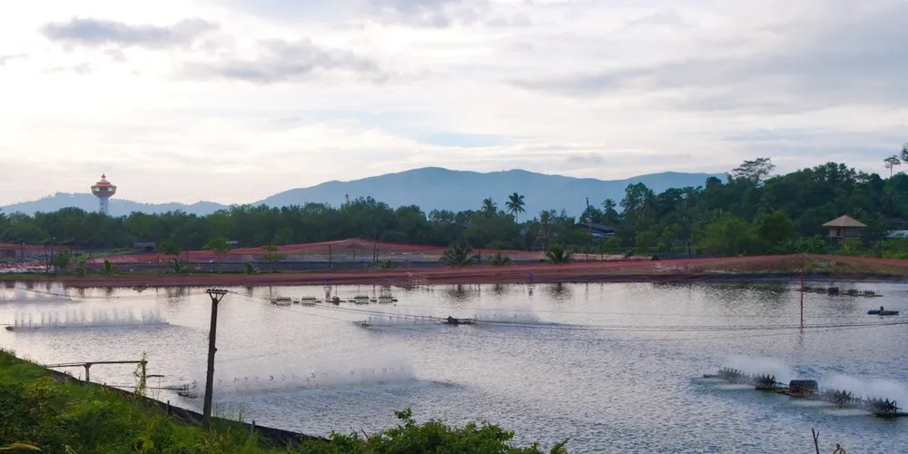 Cold spell hits Thai shrimp farmers