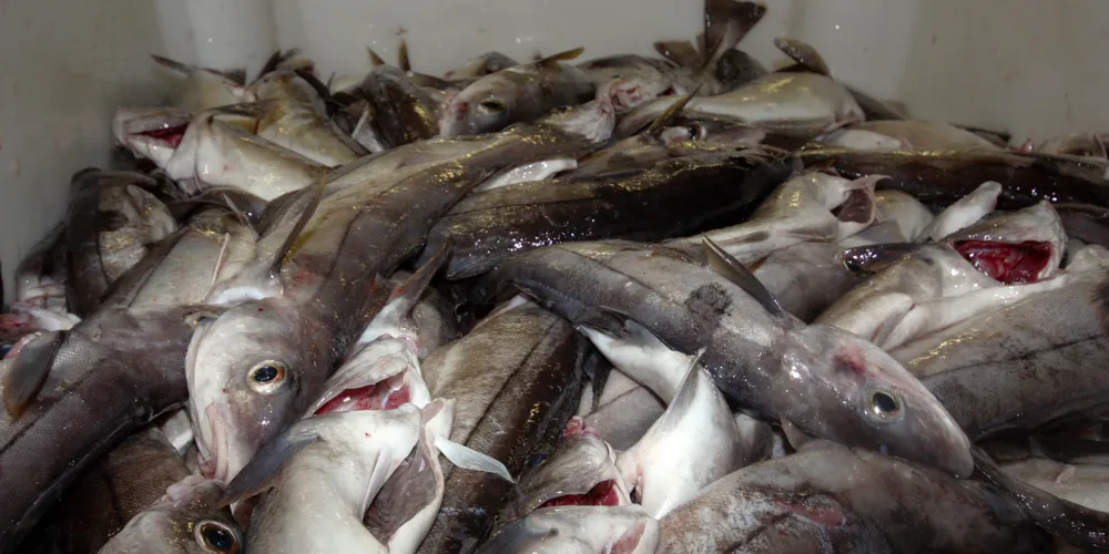 Haddock buyers can expect sky-high prices to persist