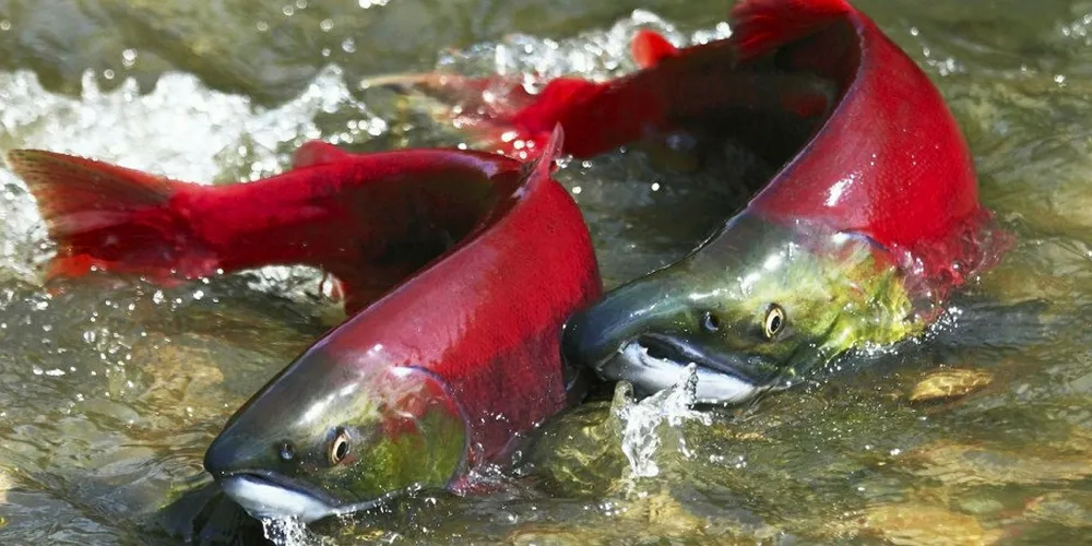Sockeye runs on Canada's Fraser River are in bad shape, according to a panel of scientists.