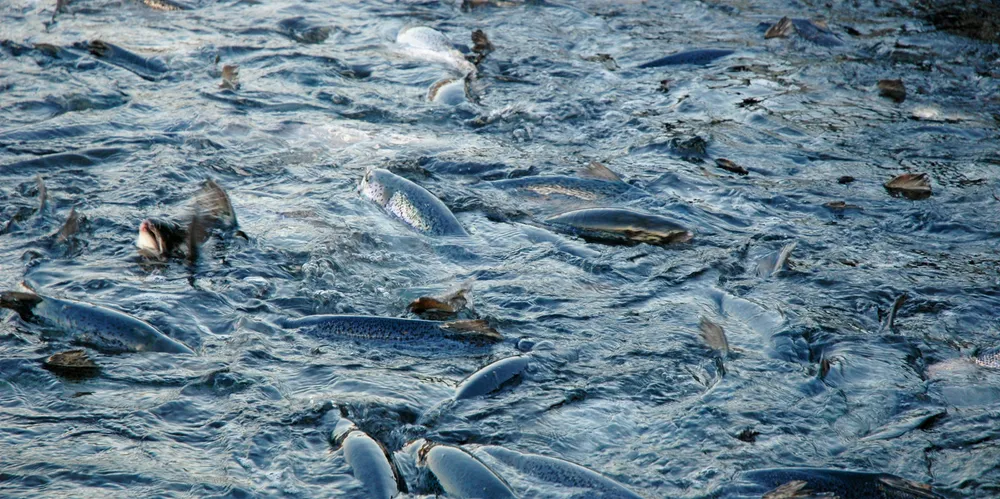 Alle de analyserte individene var fisk av Mowi-stamme.