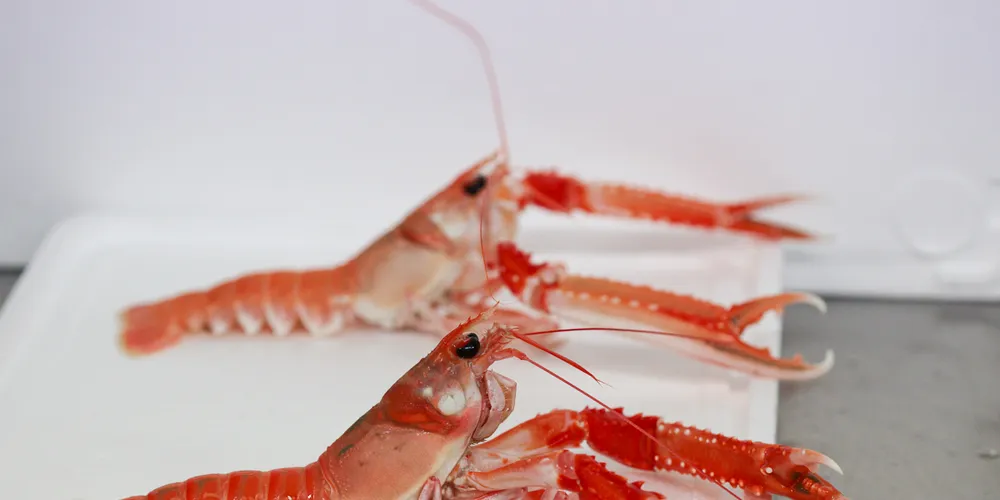 Sco-Fro Group pulls the plug on seafood production