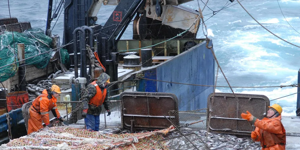 Russia recommends TAC rises for pollock, crab