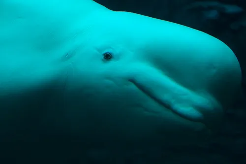 Impact: scientists implore Obama to halt proposed offshore seismic tests