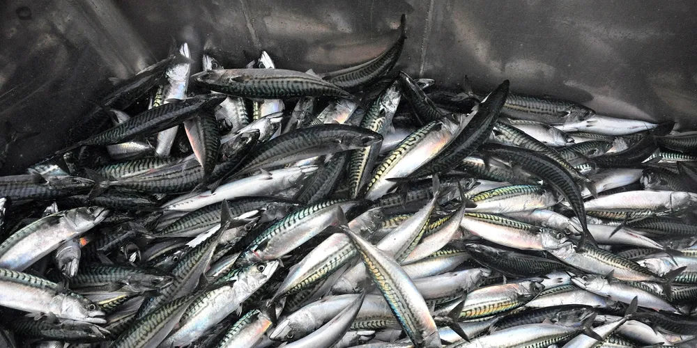 Northbay venture a savior for loss-making Fresh Catch