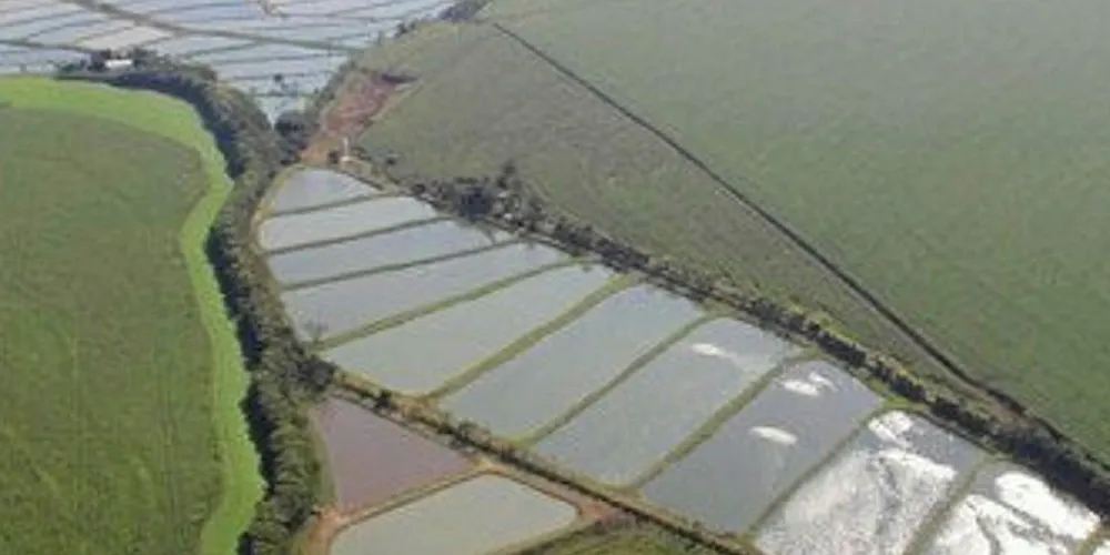 Brazilian tilapia producers saw strong export in 2019.