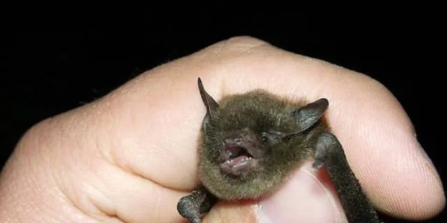 Project can proceed while developer seeks bat permit