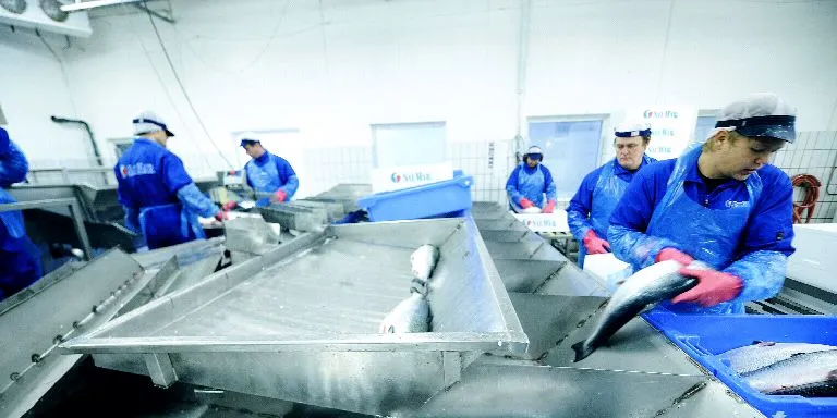 Salmon exporters hurt by price fall