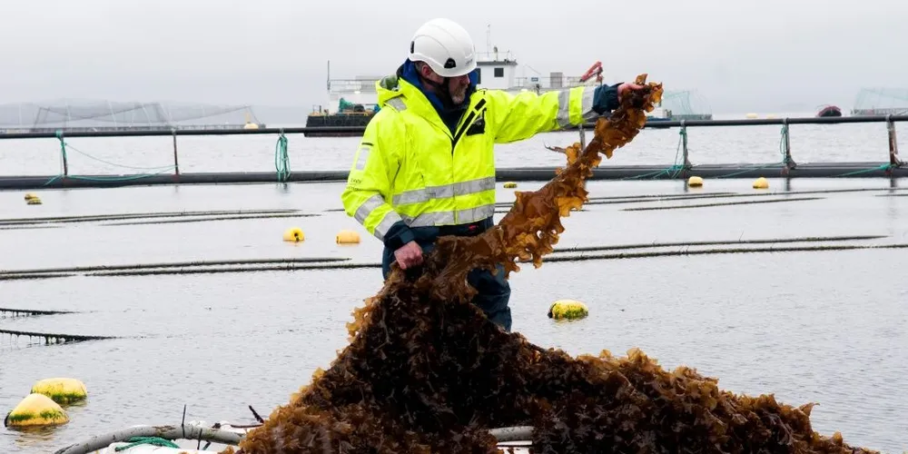 Lerøy og Bellonas selskap Ocean Forest har satt i gang algeproduksjon på Rongøy utenfor Bergen. Driftstekniker Peder Kolbeinshavn er dagens mest fotograferte mann. Alle foto: Kjersti Kvile