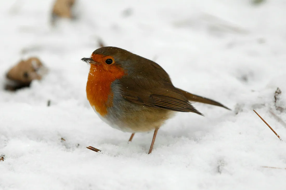 Winx jinsiy aloqa seriyasi