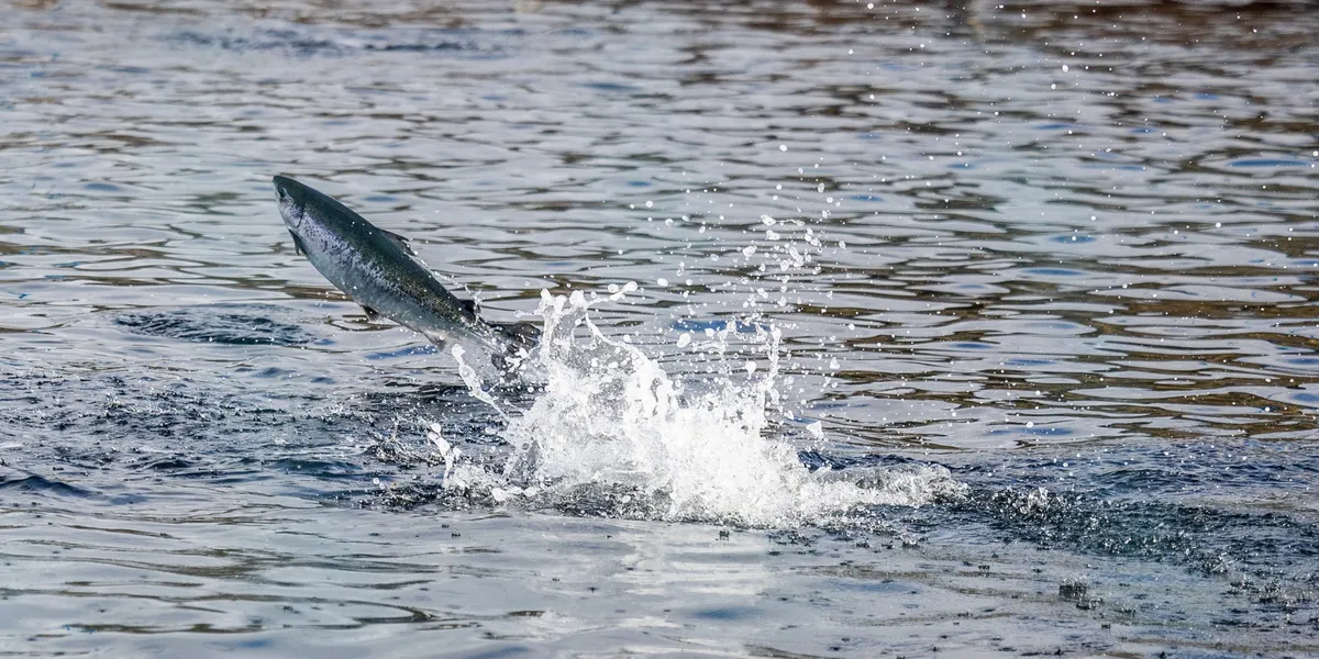 Kong Charles kaster ut Mowi fra slottet